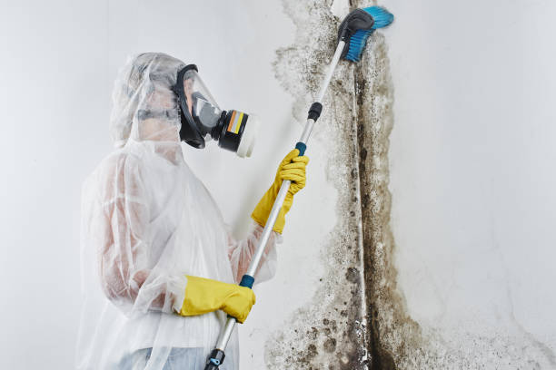 Biohazard Mold Removal